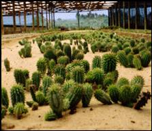 Weight loss. Hoodia - appetito grande suppressant.