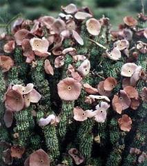 Perdita di erbe del peso di aiuti delle pillole di Hoodia